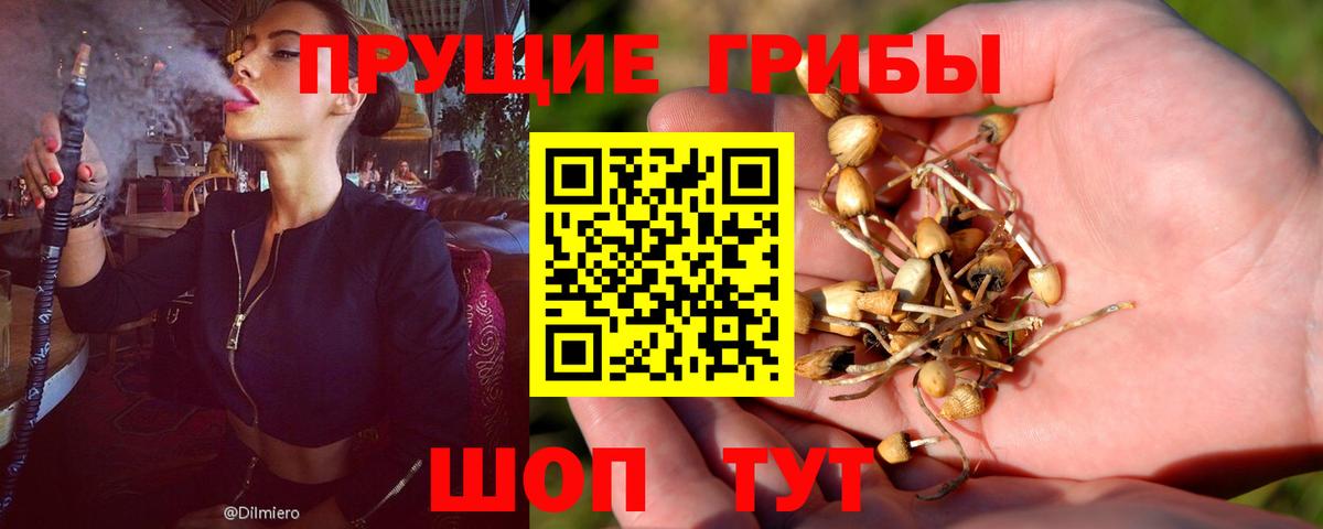 Хасавюрт  Псилоцибиновые грибы мицелий  наркота  Вход с VPN 